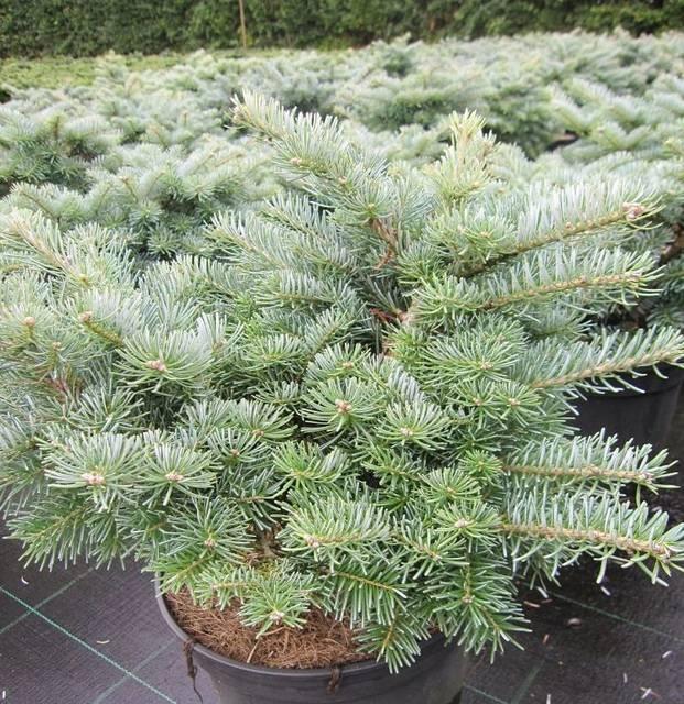Пихта корейская `Таня`, Abies koreana `Tanja` | СадПарад